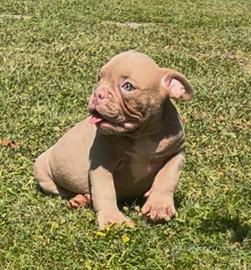 American Bully Micro Lilac Maschio