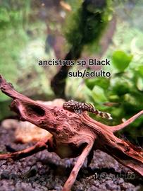 4 Ancistrus sp pesce pulitore mangia alghe