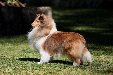 Shetland sheepdog