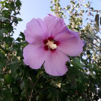 Piante di Ibisco (Hibiscus) - cespugli da fiore