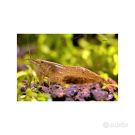 Gamberetti Wild di Acqua Dolce