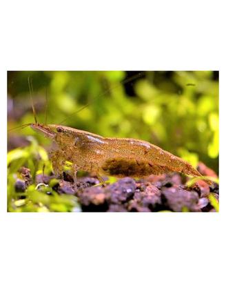 Gamberetti Wild di Acqua Dolce