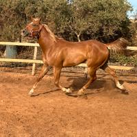 Cavallo appendix