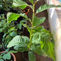 Pianta di castagno -semenzale-