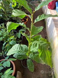 Pianta di castagno -semenzale-