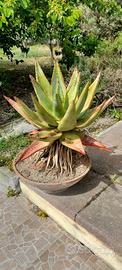 Aloe di 1 metro