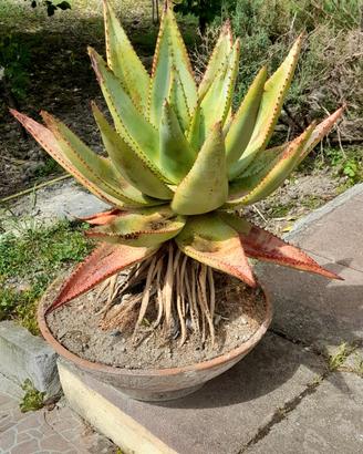 Aloe di 1 metro