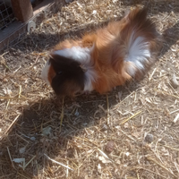 Porcellini d'india e cavie peruviane adulte