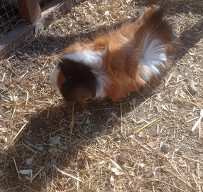 Porcellini d'india e cavie peruviane adulte