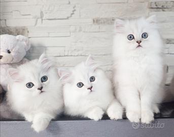 Gattini persiani chinchillà