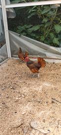 Coppia sebright 