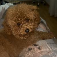 Barboncino toy - Umbria