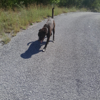 Cane corso italiano