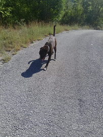 Cane corso italiano