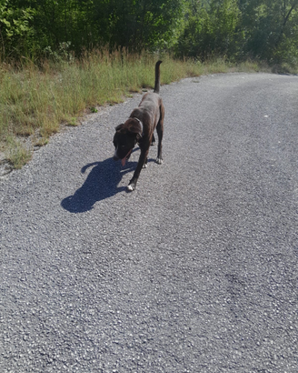 Cane corso italiano