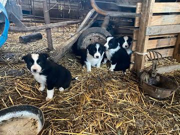 Cuccioli Border Collie