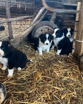 Cuccioli Border Collie
