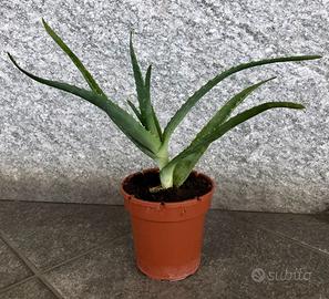 Aloe vera