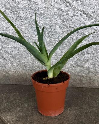 Aloe vera