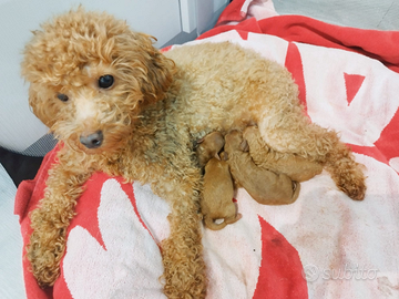 Barboncini mini Toy/Toy Red