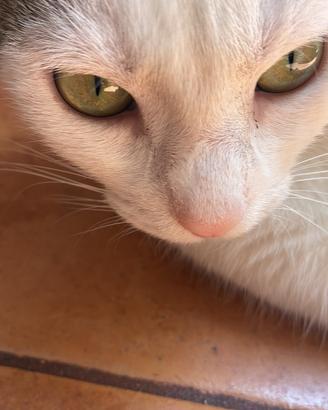 Gatta femmina da casa a un anno e mezzo