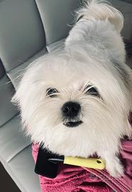 Maltese mini toy