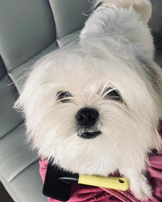 Maltese mini toy