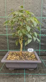 Bonsai di Bagolaro (Celtis Australis )102