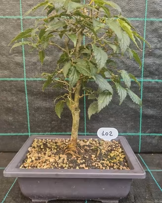 Bonsai di Bagolaro (Celtis Australis )102