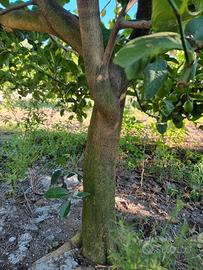 piante di limoni