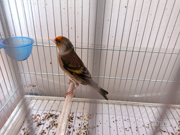 Ibridi cardellino x canarina