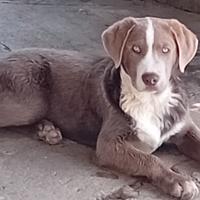 Cuccioli cane