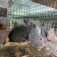 Coniglio Carmagnola in purezza