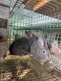 Coniglio Carmagnola in purezza