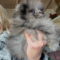 Spitz di Pomerania piccolissimo
