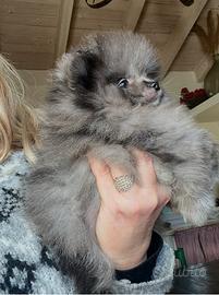 Spitz di Pomerania piccolissimo