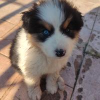 Cucciolo maschio di pastore australiano