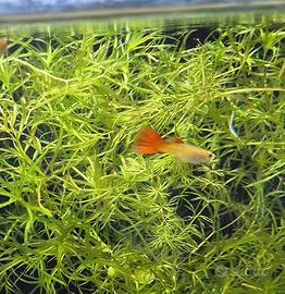 Guppy misti adulti e subadulti piante in omaggio