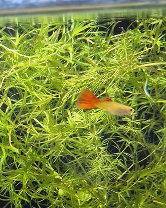 Guppy misti adulti e subadulti piante in omaggio