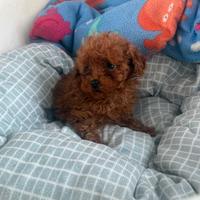 Barboncino Maschio Mini Toy Red