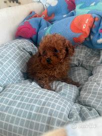 Barboncino Maschio Mini Toy Red