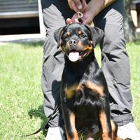 Cucciolone rottweiler