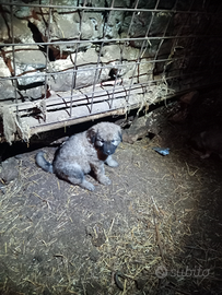 Cuccioli caucaso