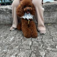 Barboncino disponibile per monta