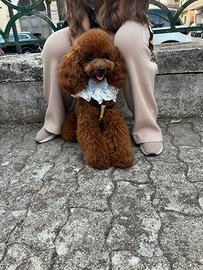 Barboncino disponibile per monta