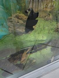 pesce coltello 20 cm 