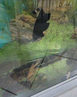 pesce coltello 20 cm 