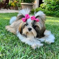 Cucciolo di ShihTzu disponibili