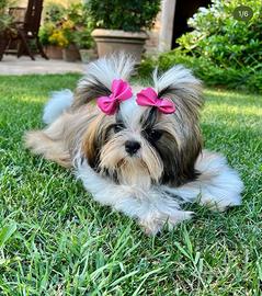 Cucciolo di ShihTzu disponibili