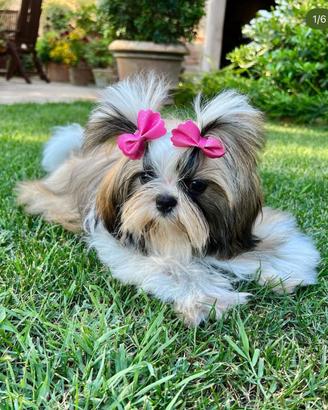 Cucciolo di ShihTzu disponibili